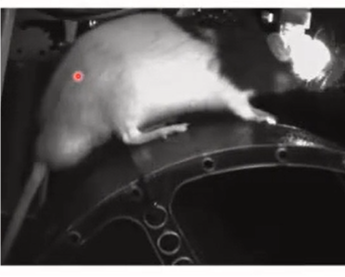 Head fixed behavior in rats